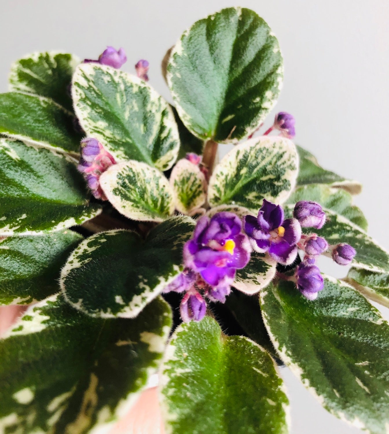 African Violet - Mini Charm