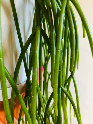 Rhipsalis Cassutha - Mistletoe Cactus Collection No. 10