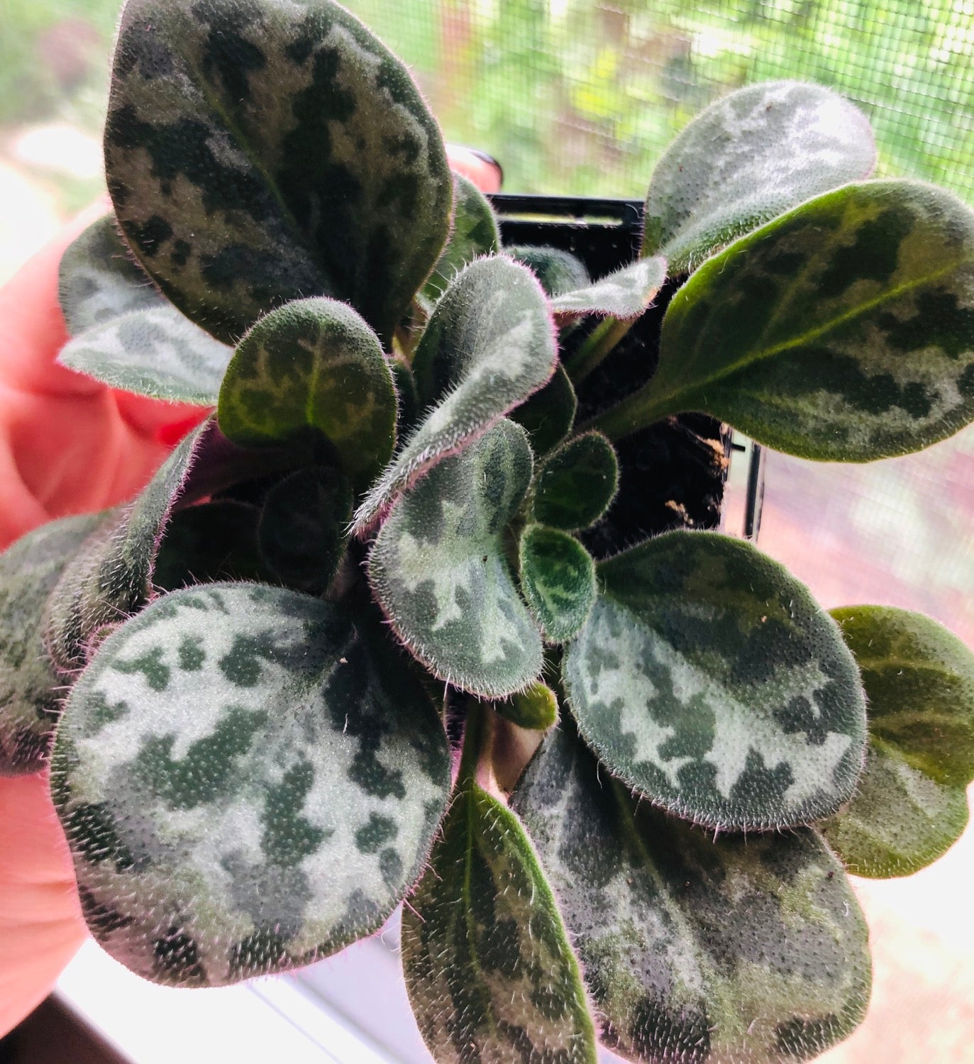 African Violet - Primulina Yungfuensis