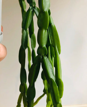 Rhipsalis Paradoxa - Mistletoe Cactus Collection No. 21