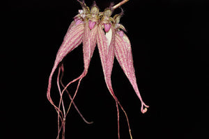 Bulbophyllum ornatissimum