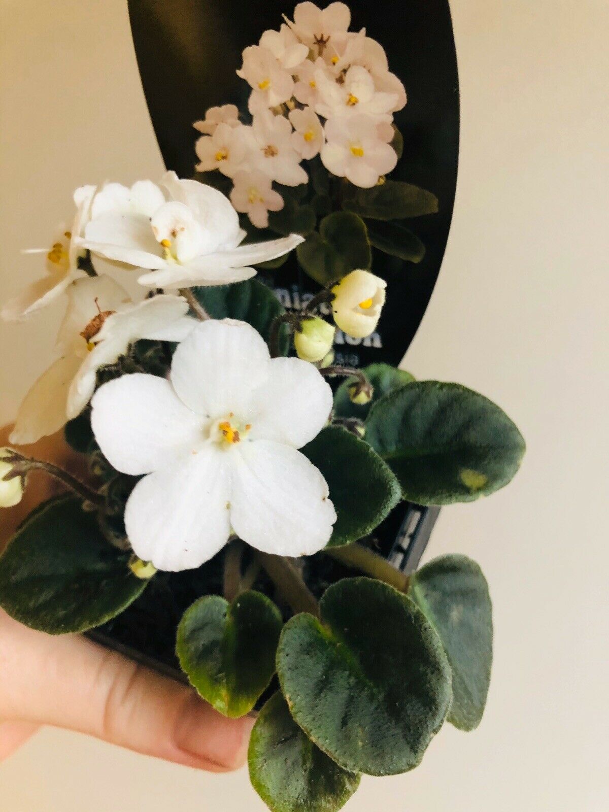 African Violet - Ballet Snow Cone