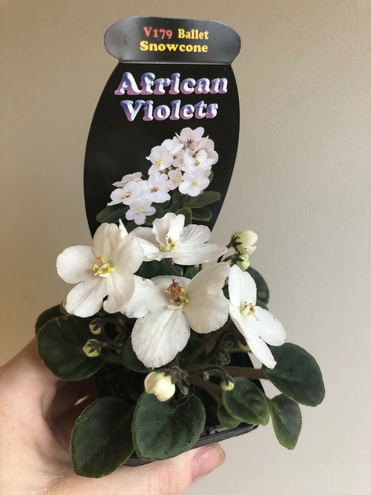 African Violet - Ballet Snow Cone