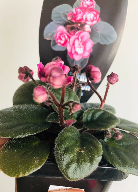 African Violet - China Doll Pink