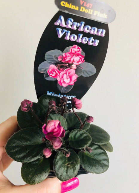 African Violet - China Doll Pink