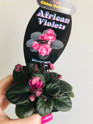 African Violet - China Doll Pink