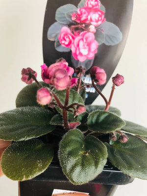 African Violet - China Doll Pink