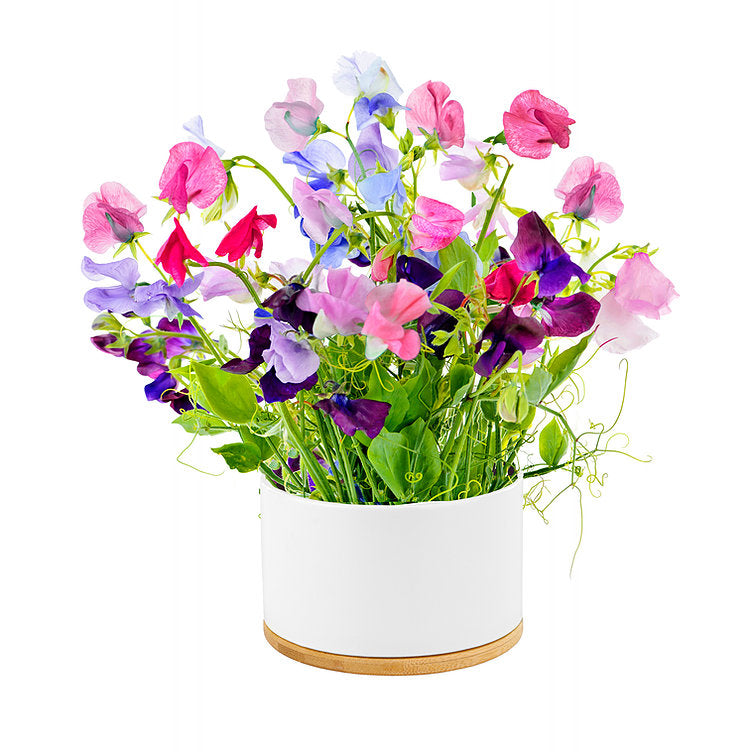 Urban Greens - Pot of Flowers Grow Kit "Fragrant Sweet Pea"