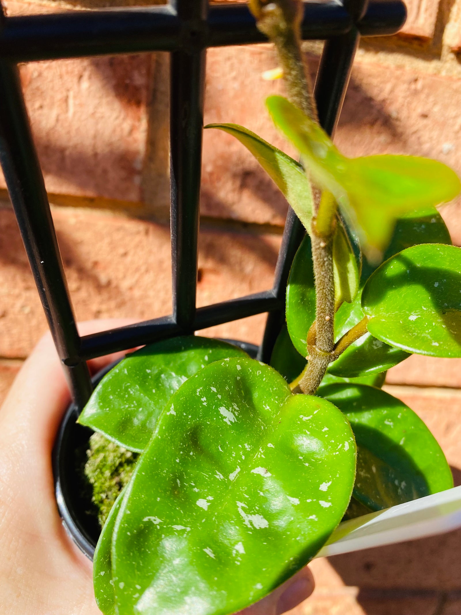 Hoya - Krinkle 'Splash' Collection No. 188