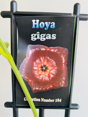 Hoya - Gigas Collection No. 184