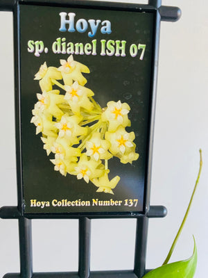 Hoya - sp. Dianel ISH Collection No. 07