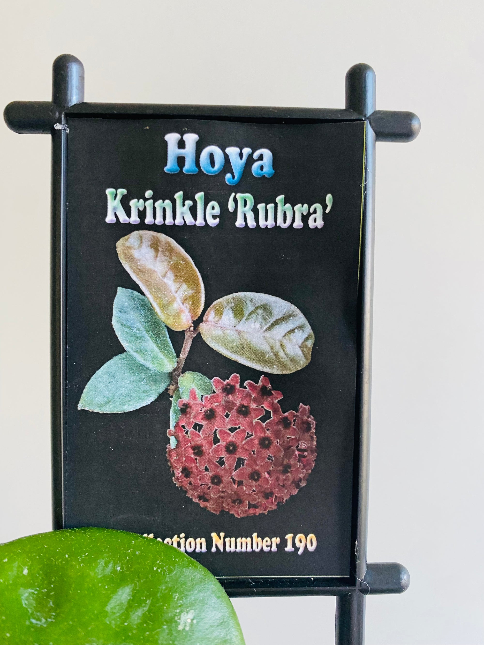 Hoya - Krinkle 'Rubra' Collection No. 190