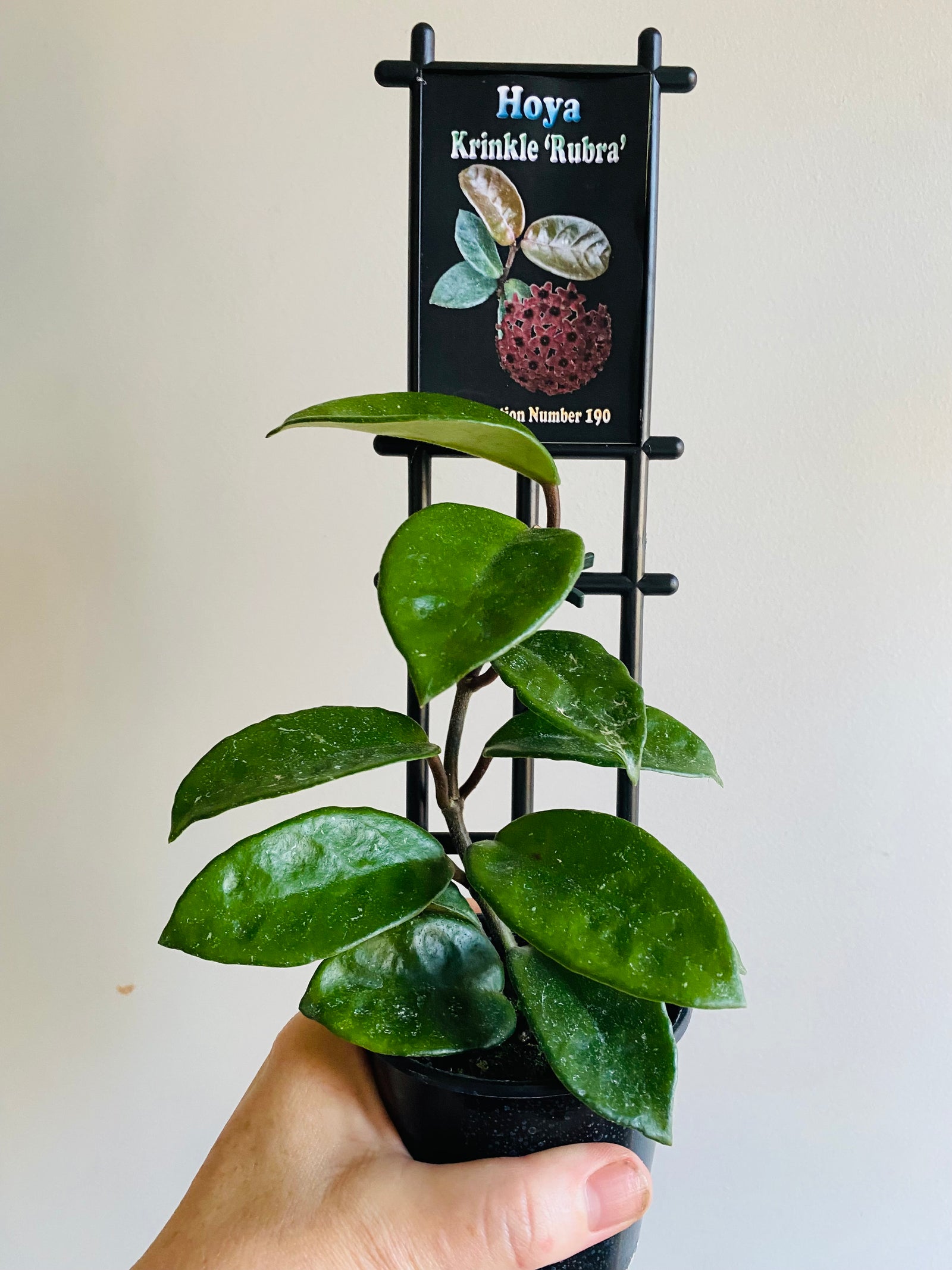 Hoya - Krinkle 'Rubra' Collection No. 190