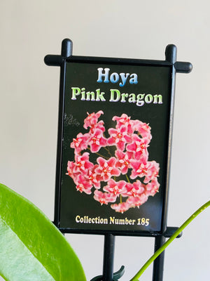 Hoya - Pink Dragon