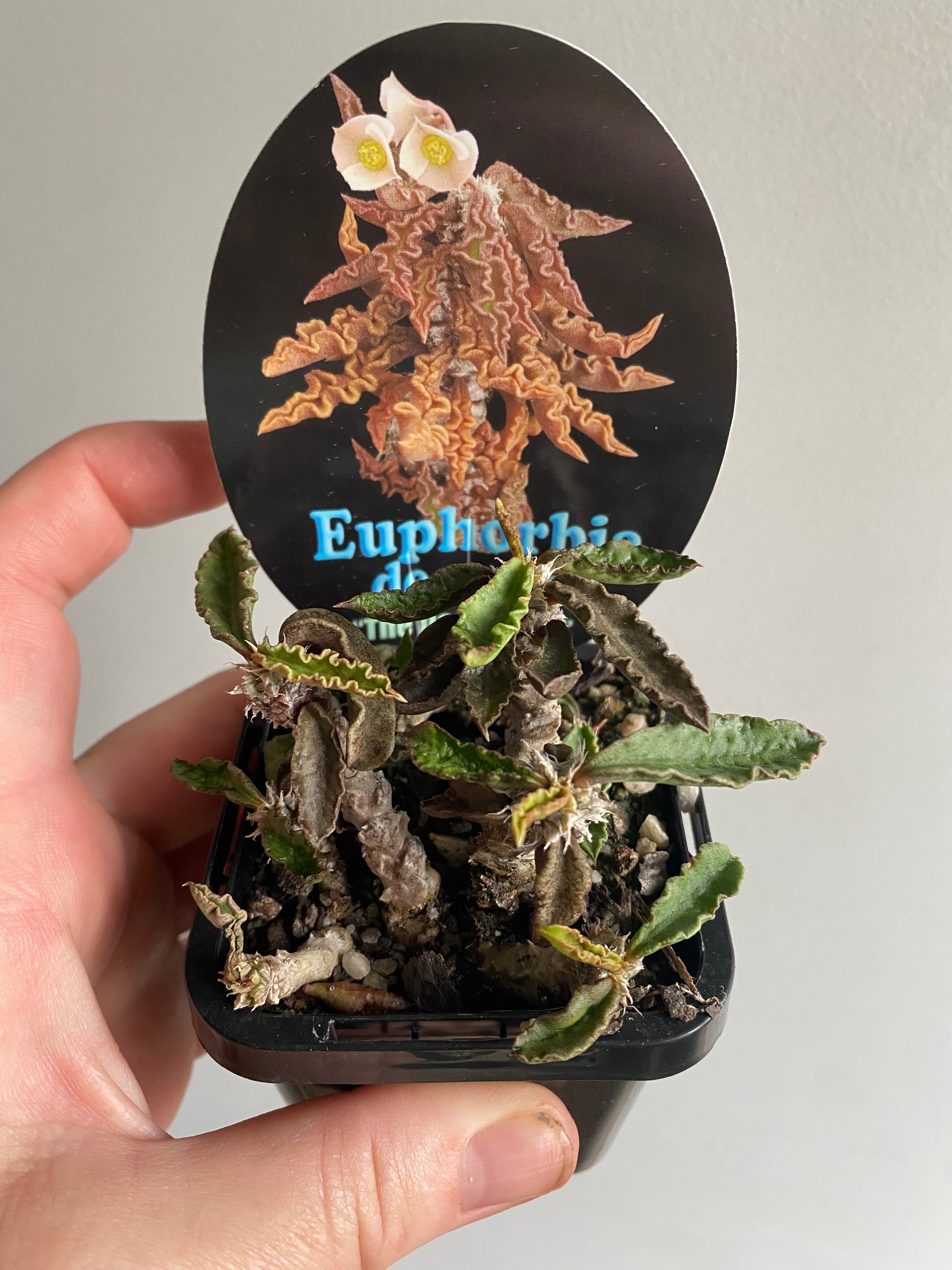 Euphorbia decaryi 'The Dead Plant'