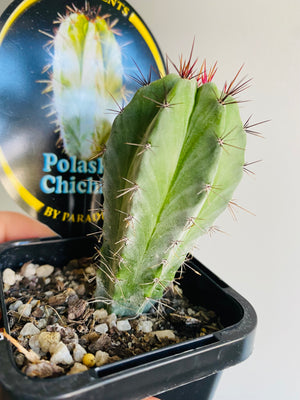 Polaskia chichipe