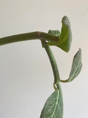 Ceropegia succulenta