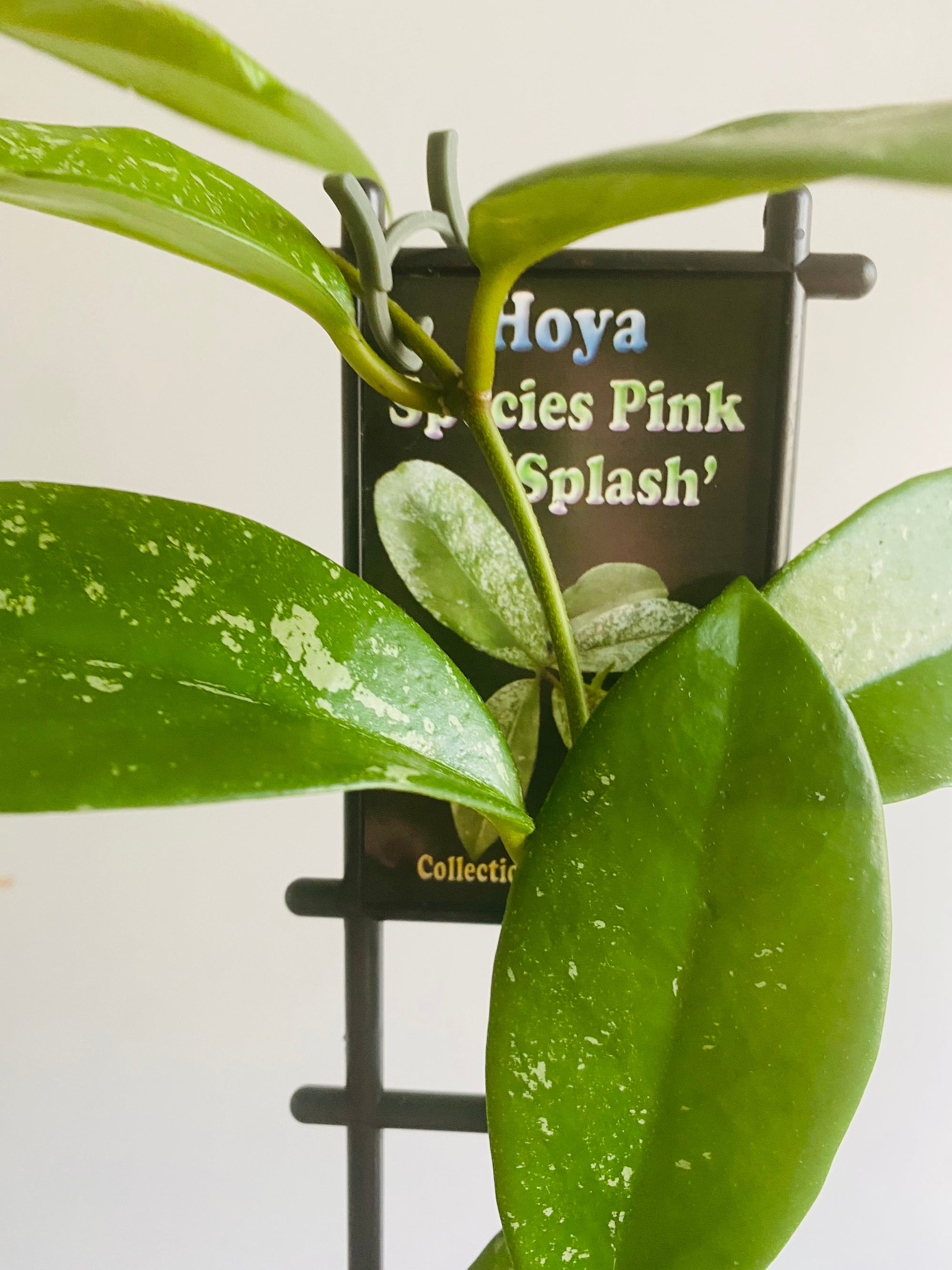 Hoya - Species Pink ‘Splash’ Collection No. 193