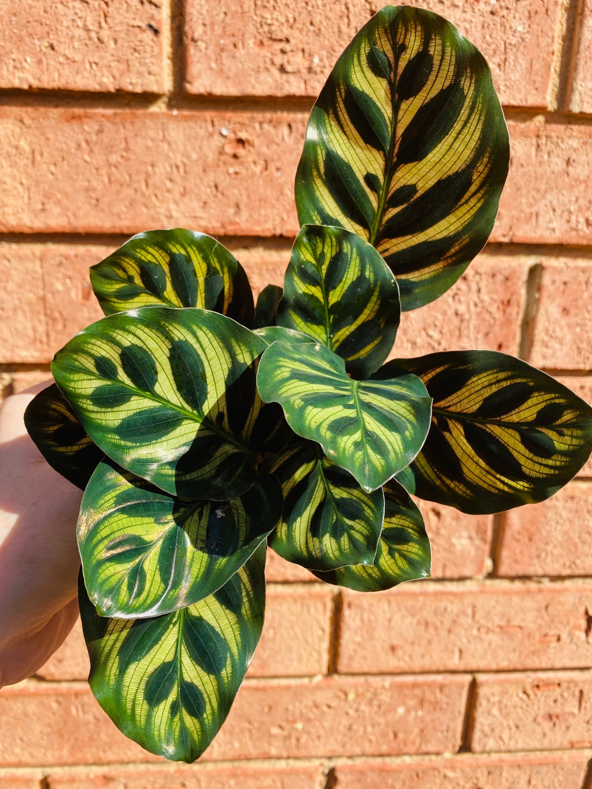 Calathea - Makoyana Peacock