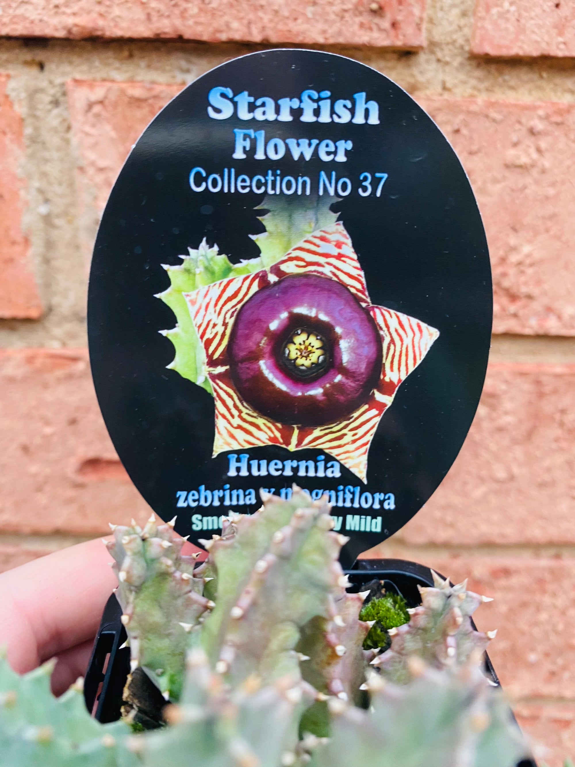 Huernia Zebrina v magniflora - Starfish Flower Collection No. 37