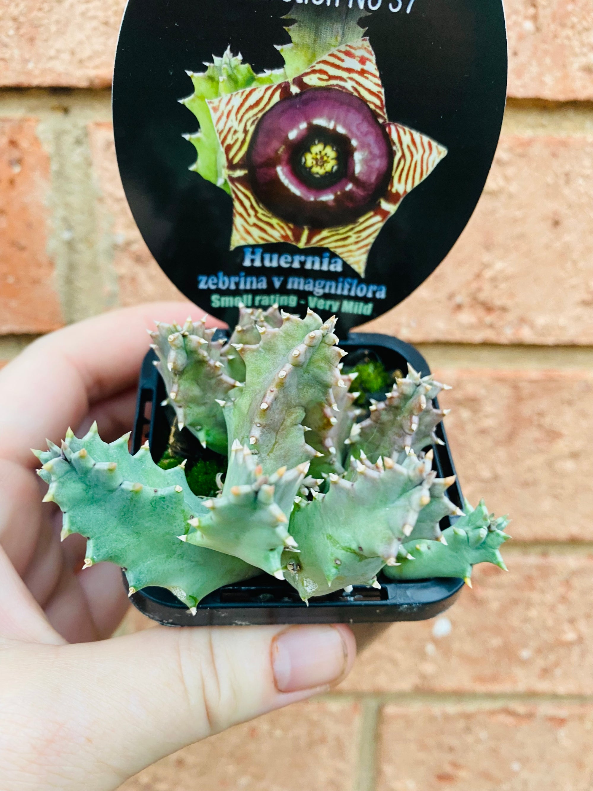 Huernia Zebrina v magniflora - Starfish Flower Collection No. 37