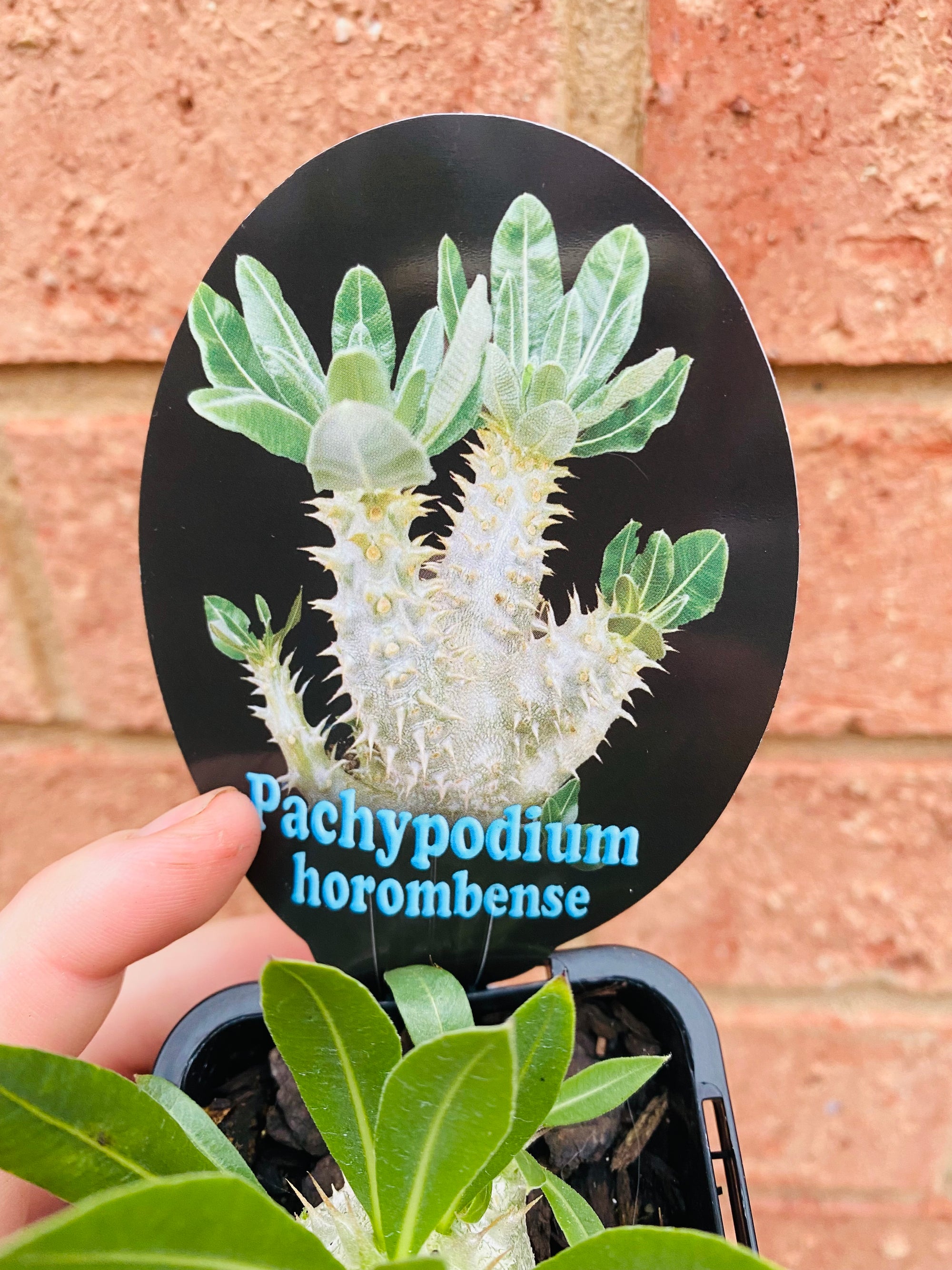 Pachypodium horombense