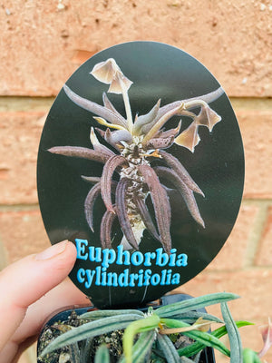 Euphorbia cylindrifolia 'Dead Plant'