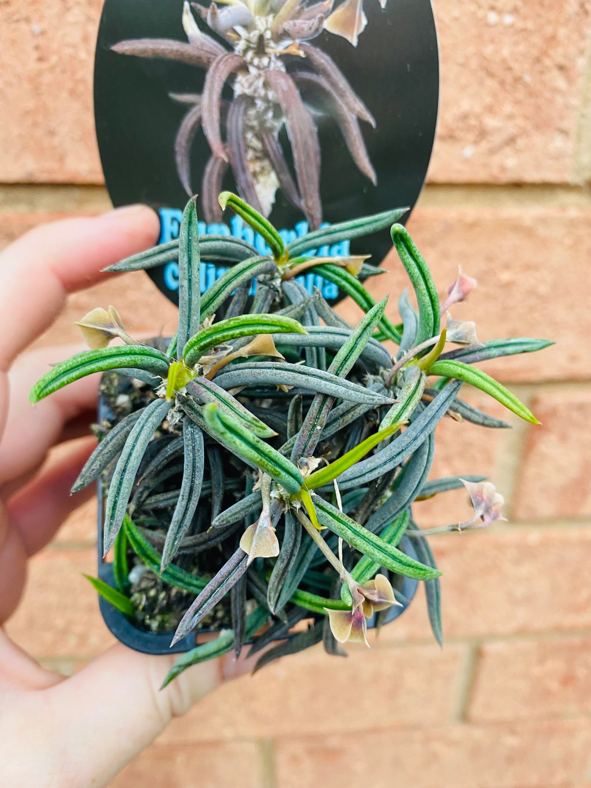 Euphorbia cylindrifolia 'Dead Plant'