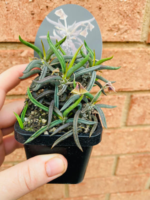 Euphorbia cylindrifolia 'Dead Plant'