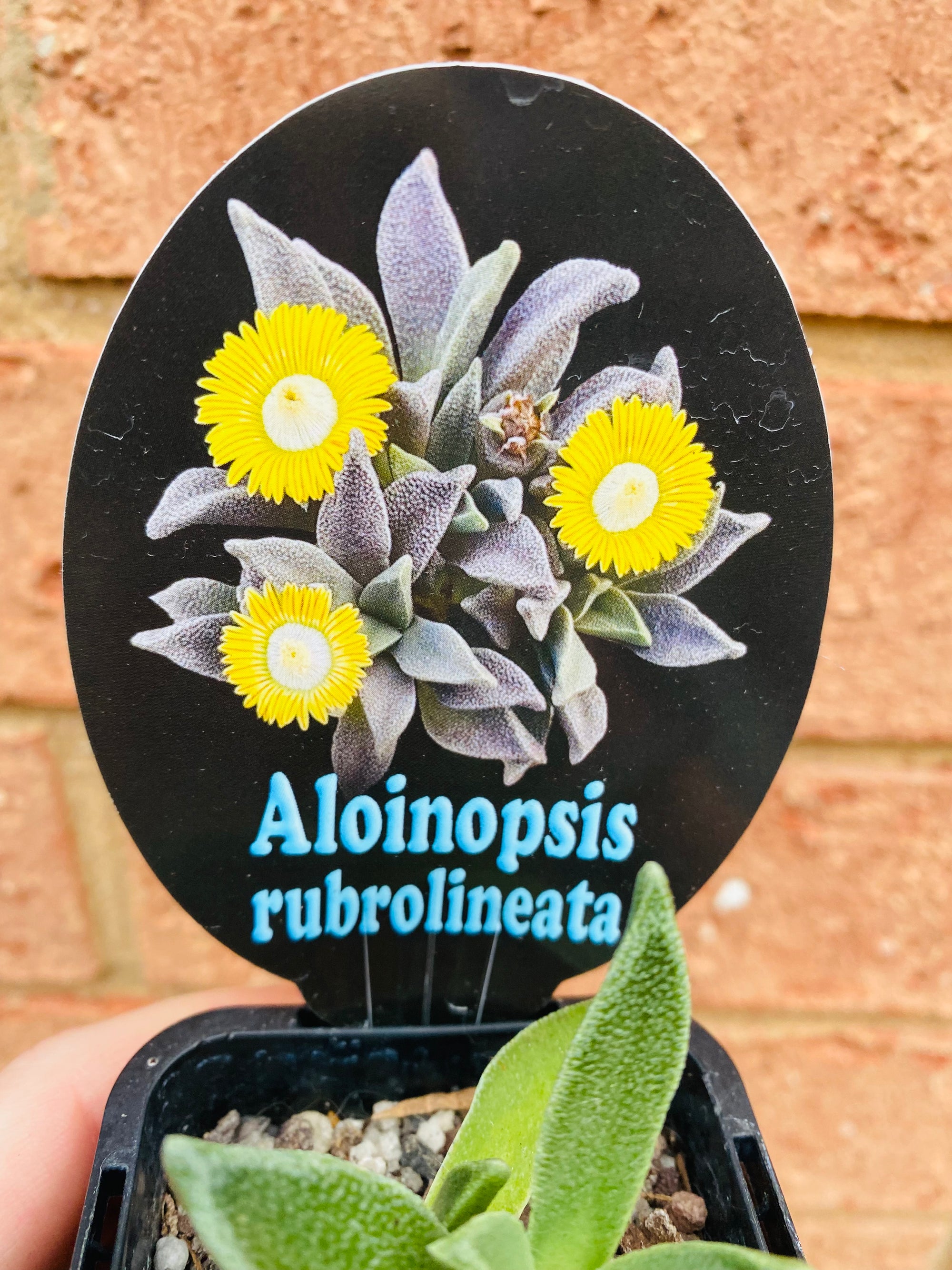 Aloinopsis rubrolineata