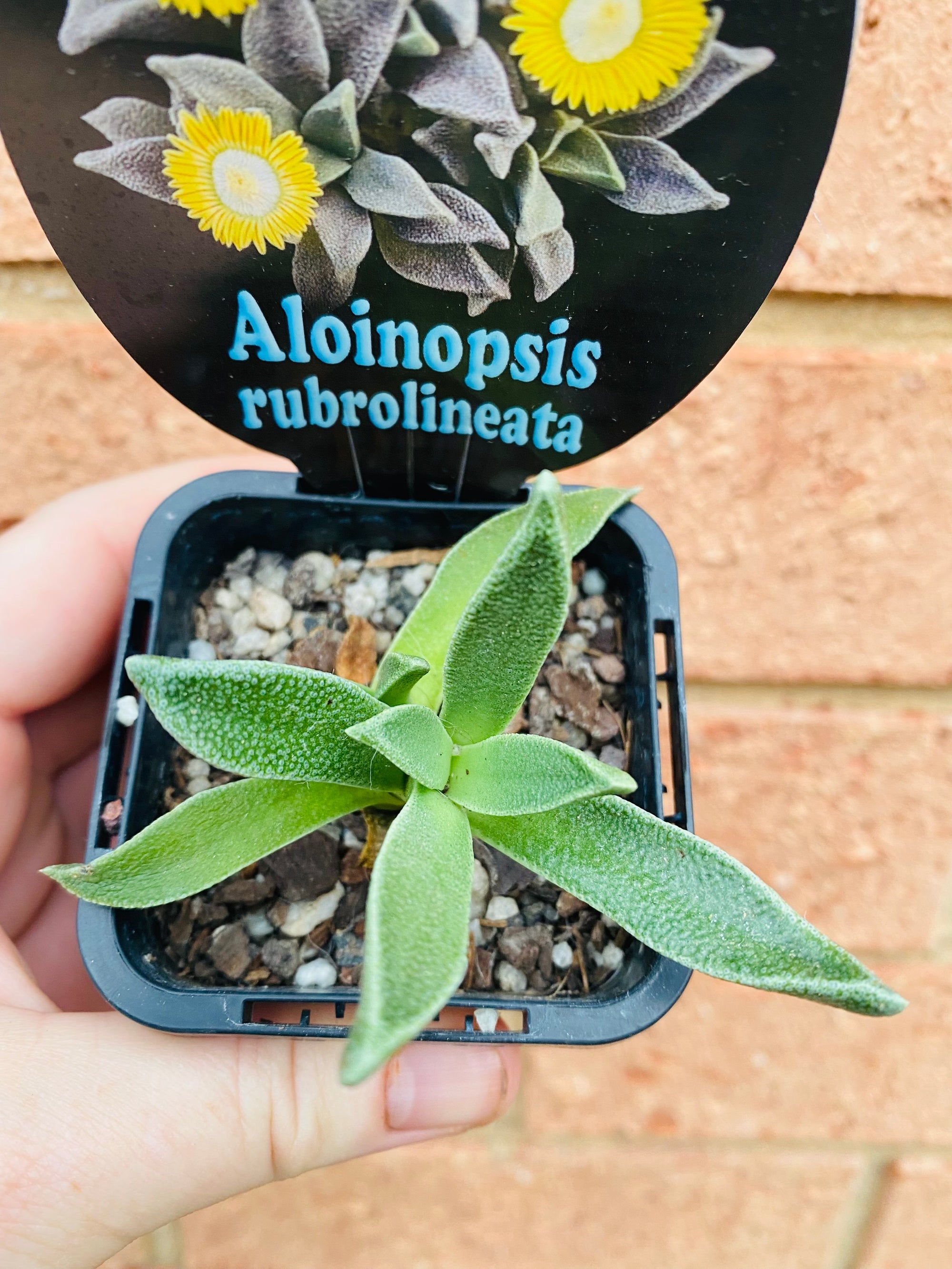 Aloinopsis rubrolineata