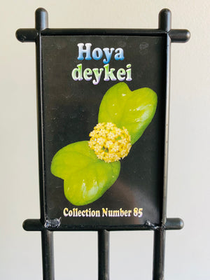 Hoya - Deykei Collection No. 85