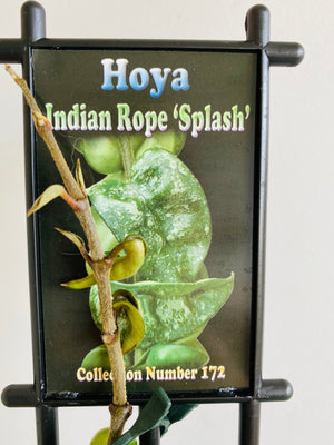 Hoya - Indian Rope 'Splash' Collection No. 172