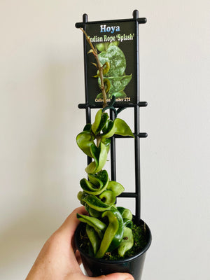 Hoya - Indian Rope 'Splash' Collection No. 172
