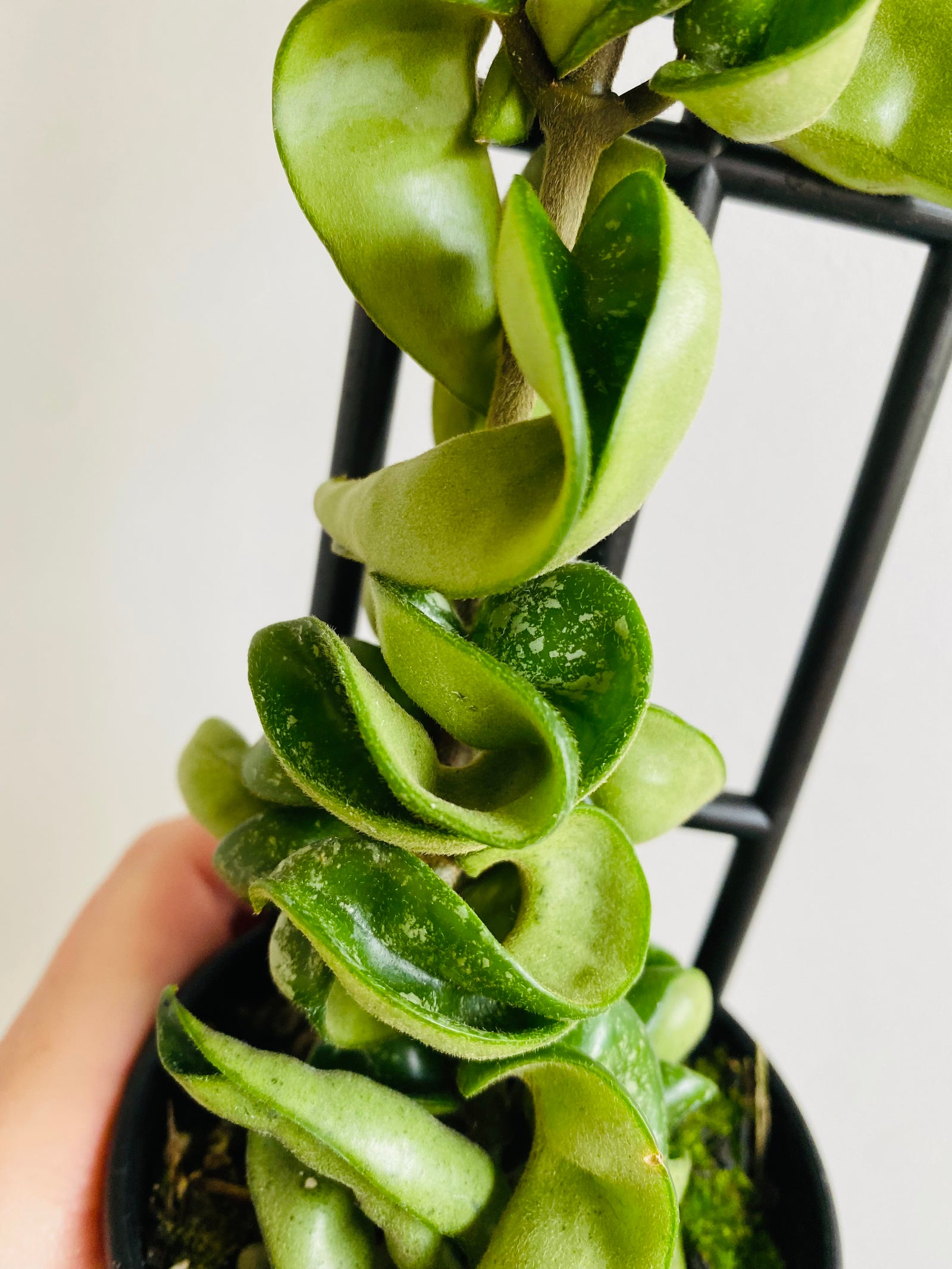 Hoya - Indian Rope 'Splash' Collection No. 172