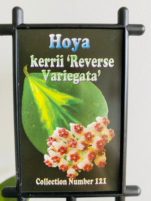 Hoya - Kerrii 'Reverse Variegata' Collection No. 121