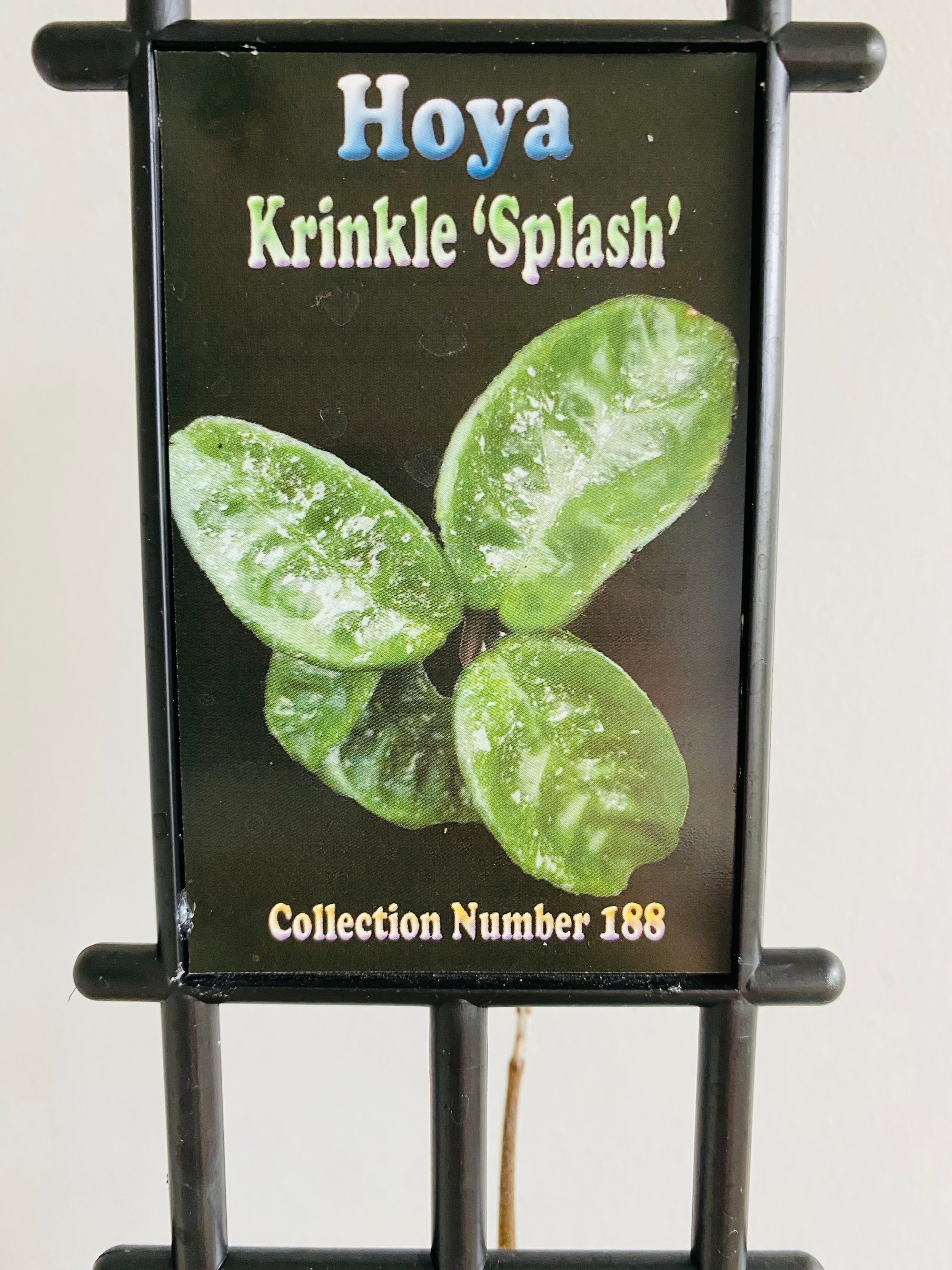 Hoya - Krinkle 'Splash' Collection No. 188