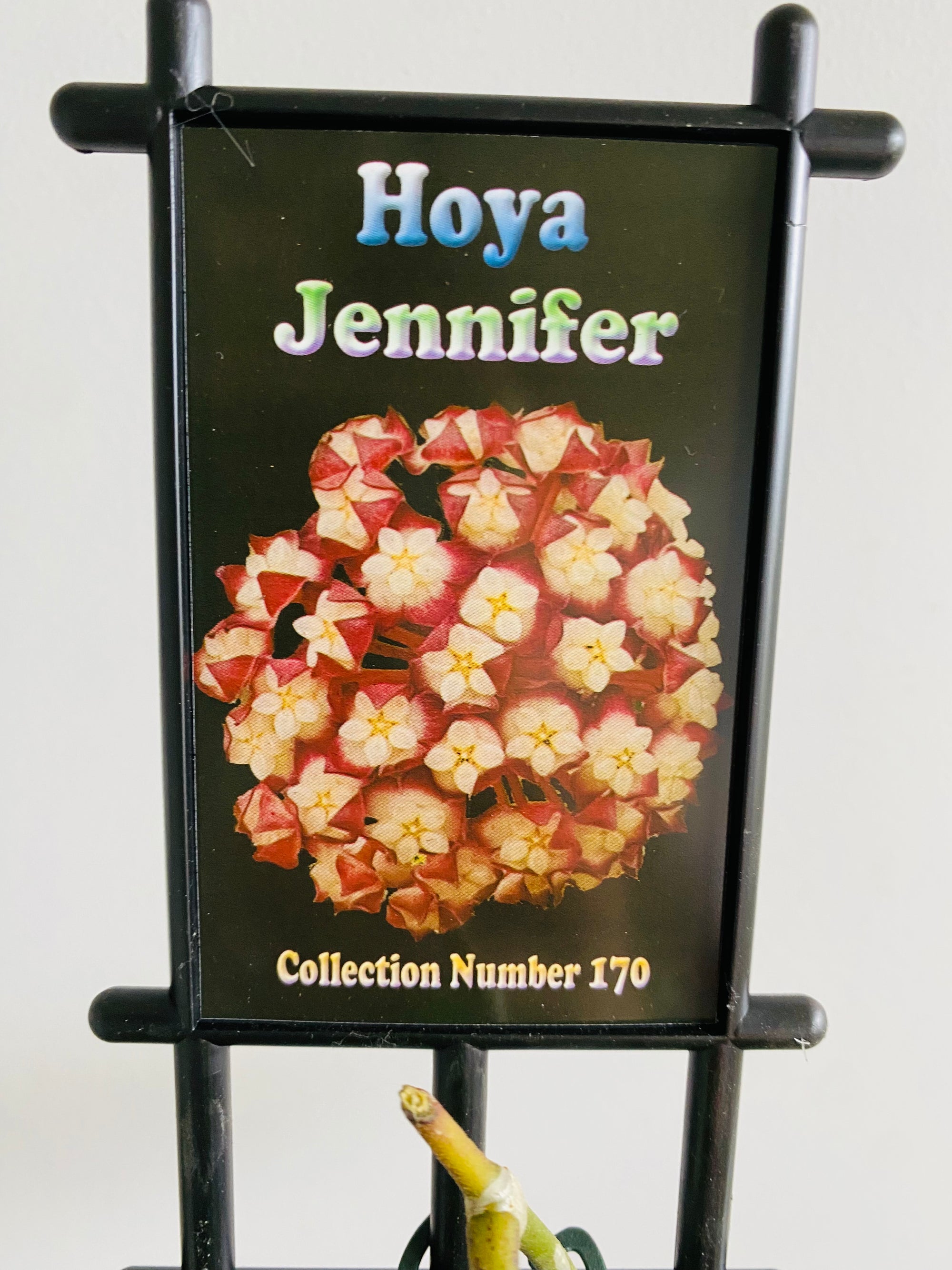 Hoya - Jennifer Collection No. 170
