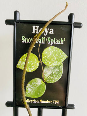 Hoya - Snowball 'Splash' Collection No. 191
