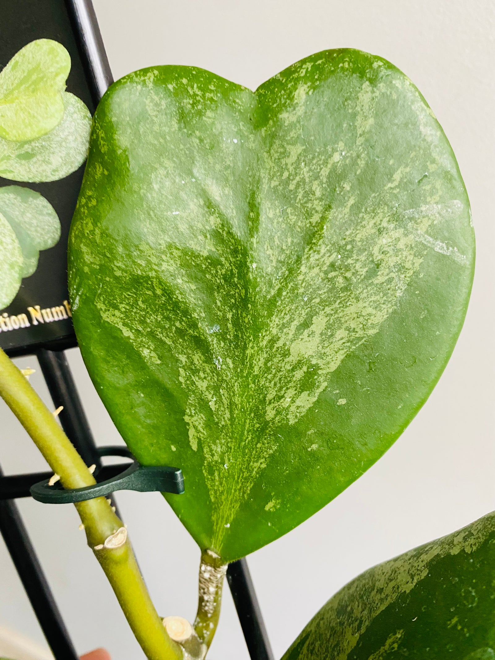 Hoya - Kerrii 'Splash' Collection No. 157