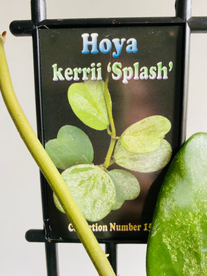 Hoya - Kerrii 'Splash' Collection No. 157