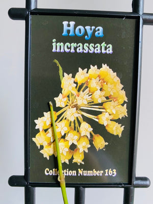 Hoya - Incrassata Collection No. 163