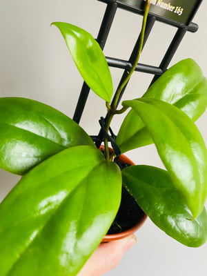 Hoya - Incrassata Collection No. 163