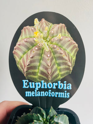 Euphorbia meloformis