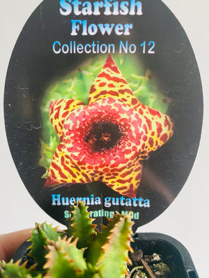 Huernia guttata - Starfish Flower Collection No. 12