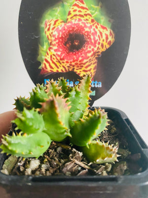 Huernia guttata - Starfish Flower Collection No. 12