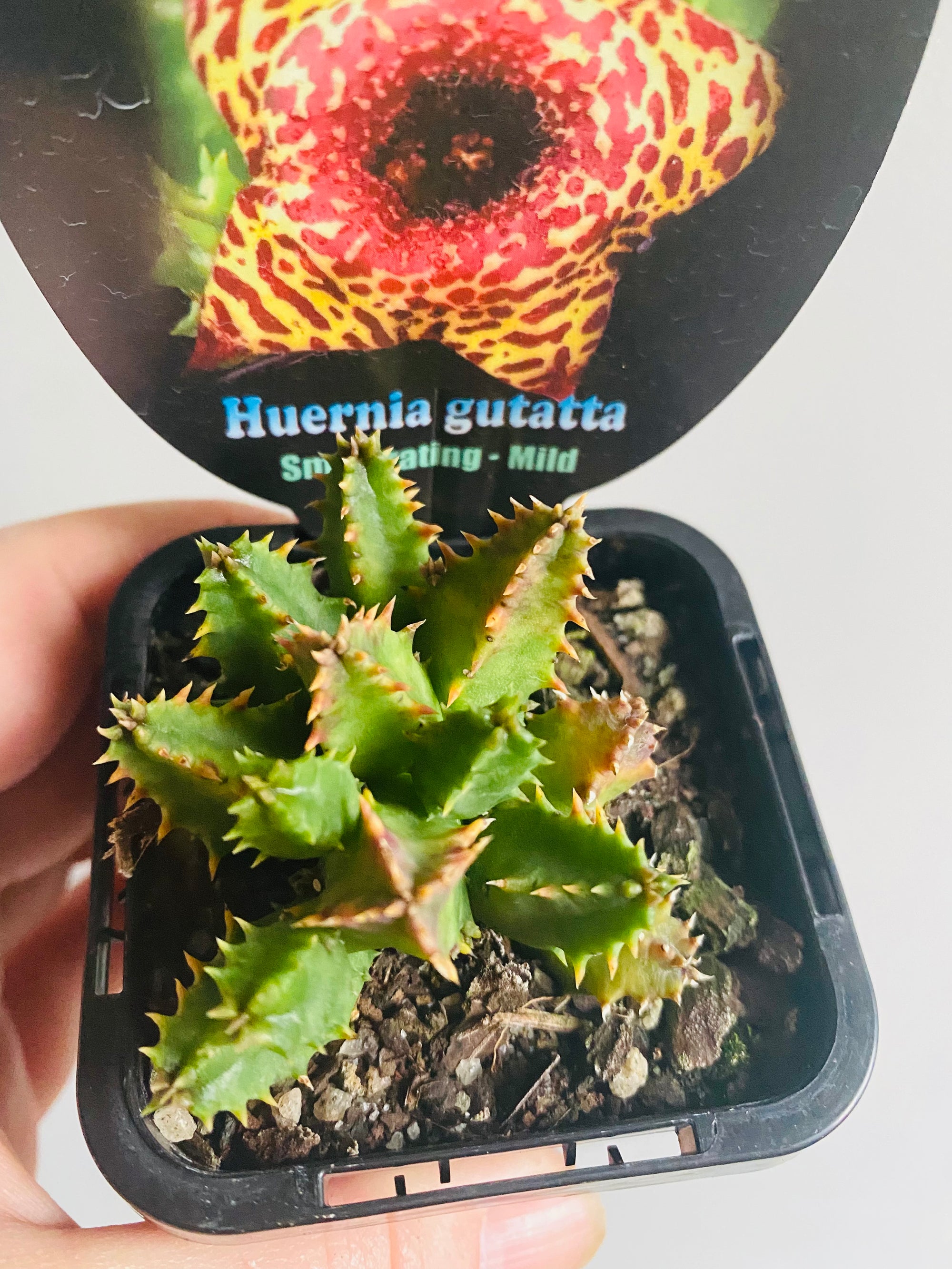 Huernia guttata - Starfish Flower Collection No. 12