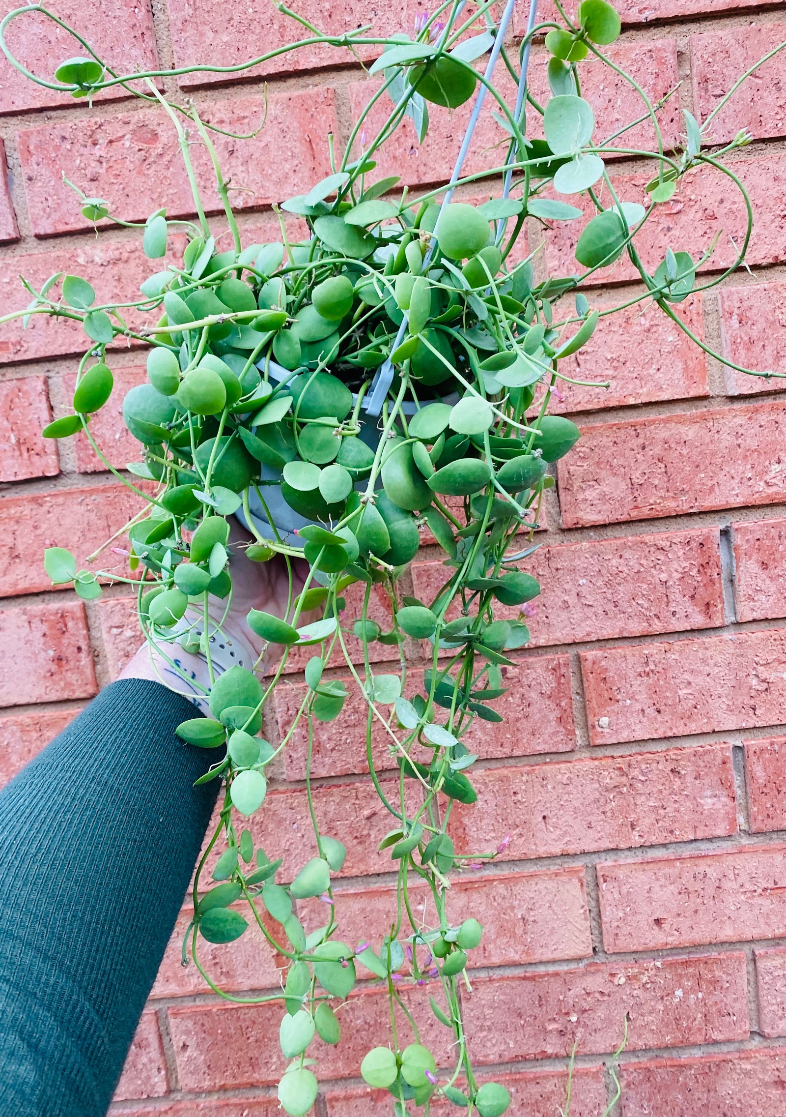 Dischidia Vidalii x sp Camiguin Island