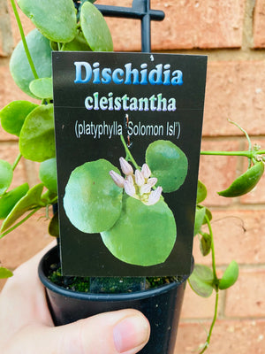 Dischidia cleistantha - previously platyphylla 'Solomon Islands'