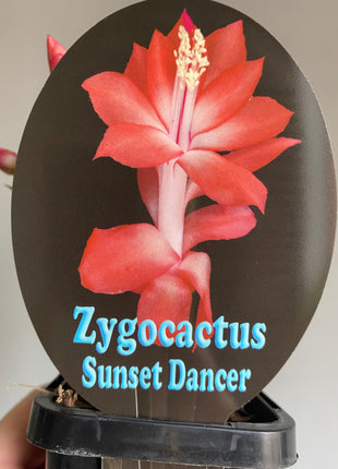 Schlumbergera Zygocactus varieties - 60mm Pot